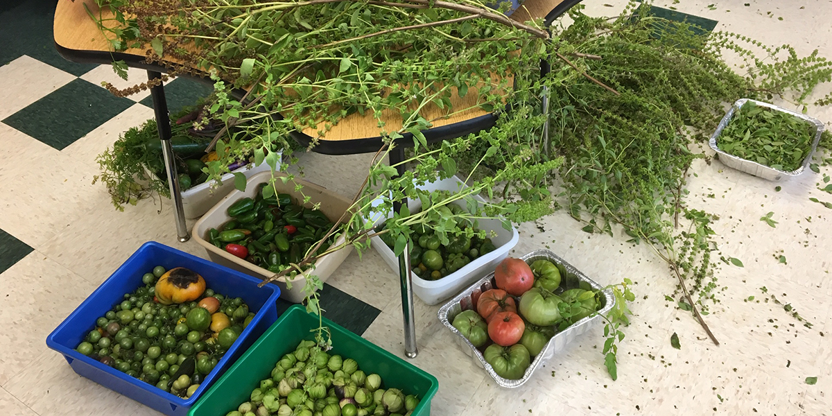 last garden harvest