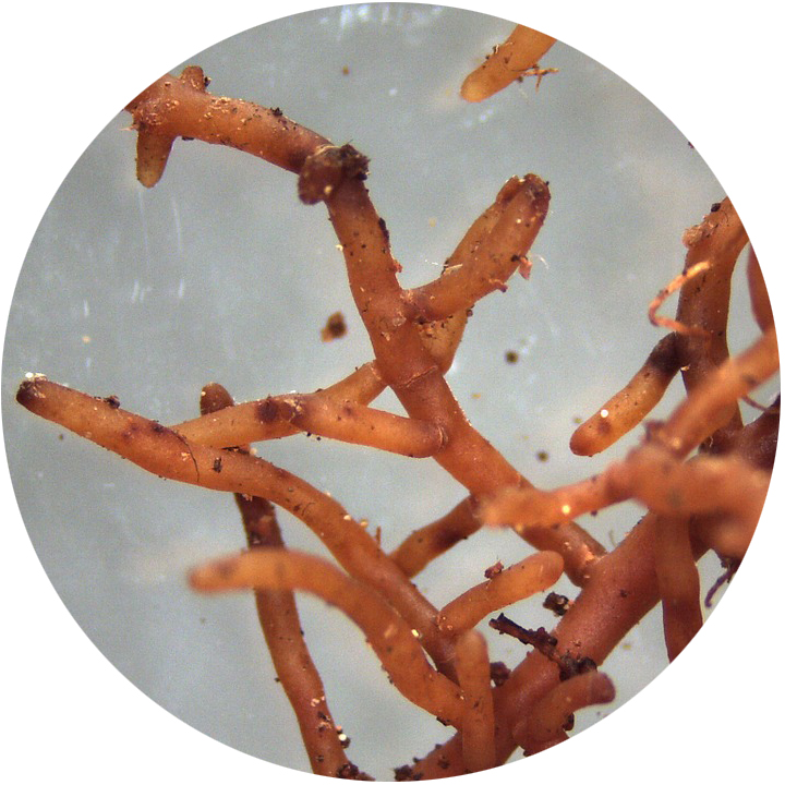 Garden Howto Mycorrhizae and Plants An Amazing Partnership