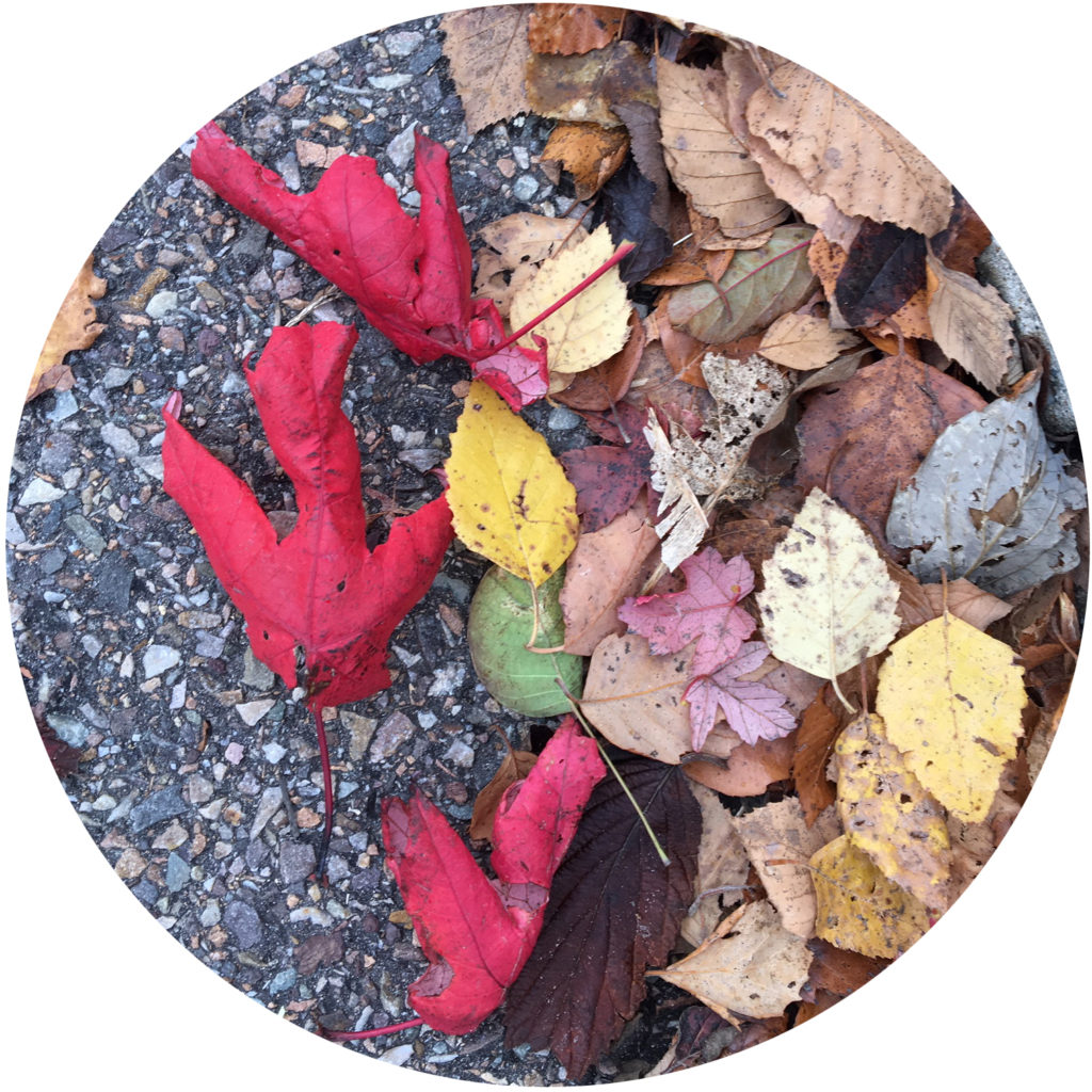 fall foliage