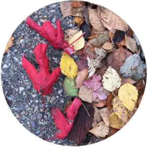 fall foliage