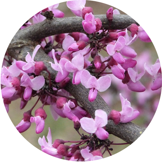 forcing winter blooms