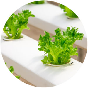 garden basic hydroponics