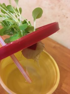 simple straw aeration hydroponic system