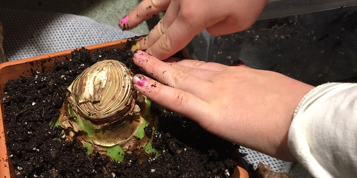 kid planting an amaryllis bulb