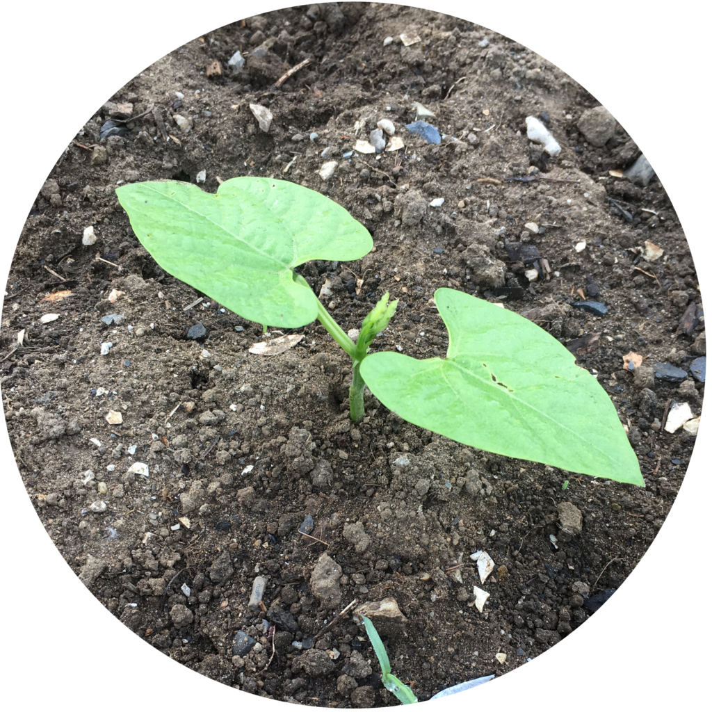Early season garden checklist