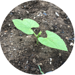Early season garden checklist