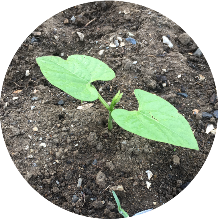 Early season garden checklist
