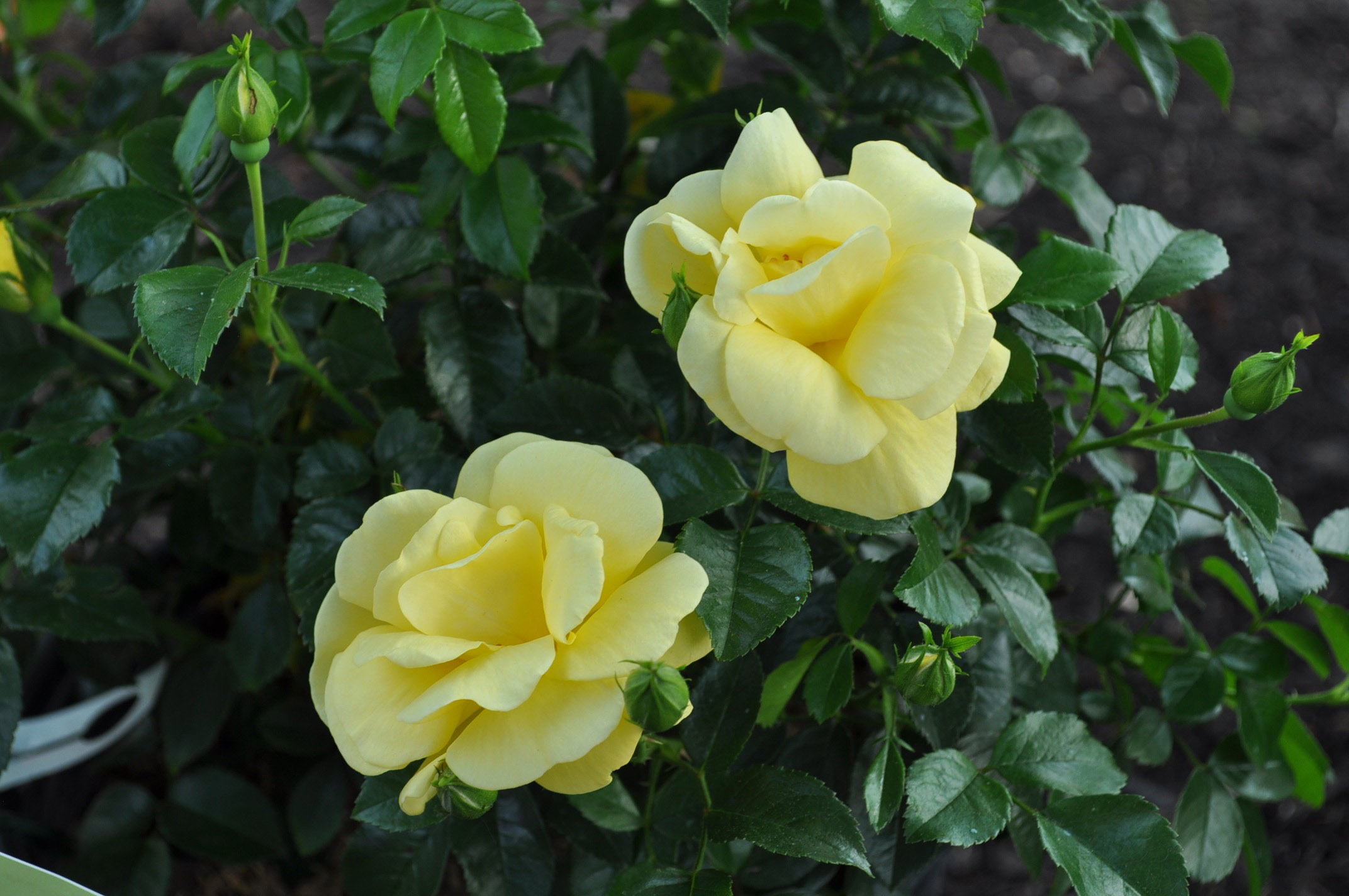 flower-carpet-rose - KidsGardening