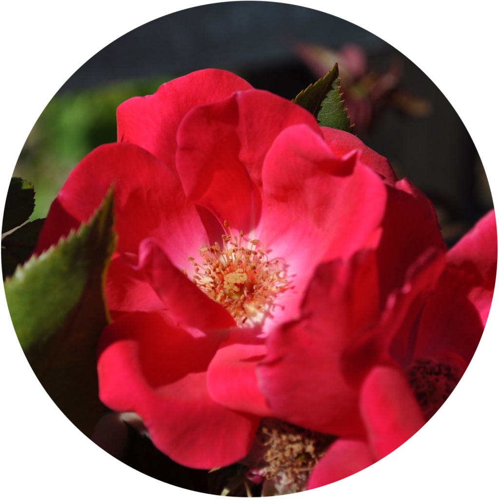 rose growing guide