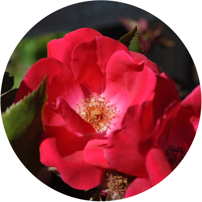 rose growing guide