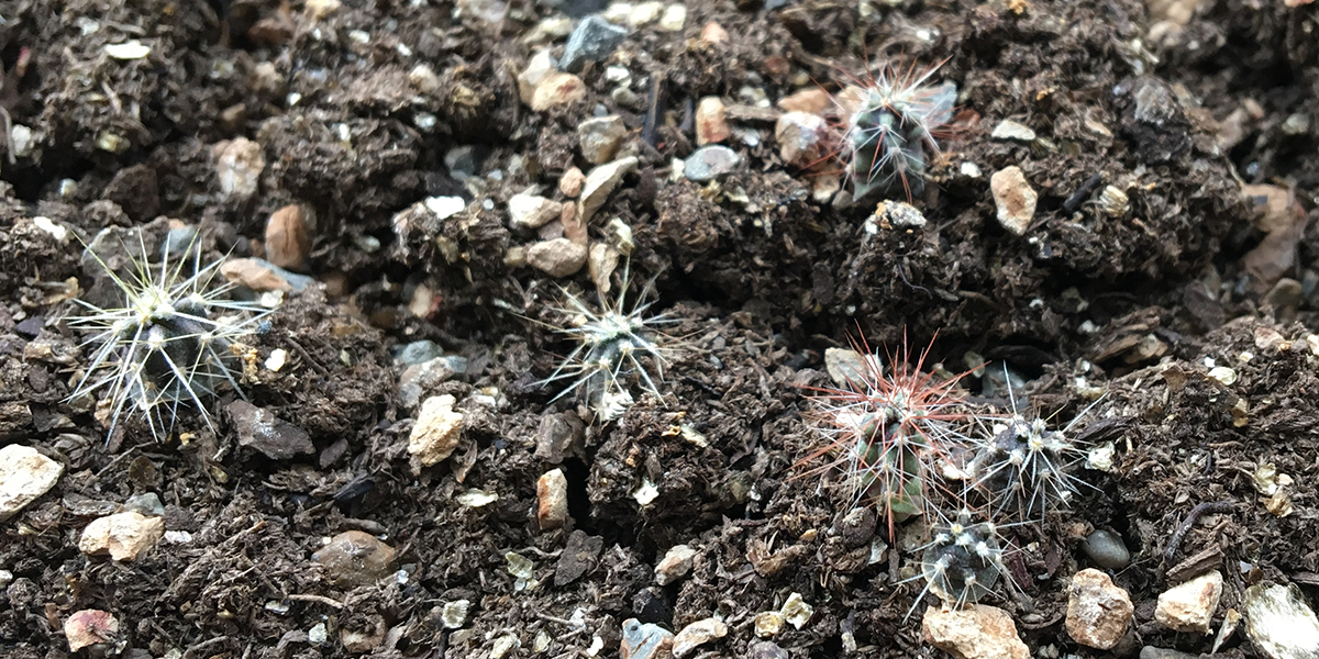 cactus from seed