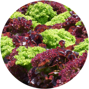 edible landscaping