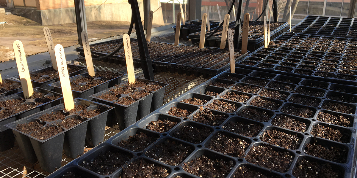 nightshades brassicas alliums