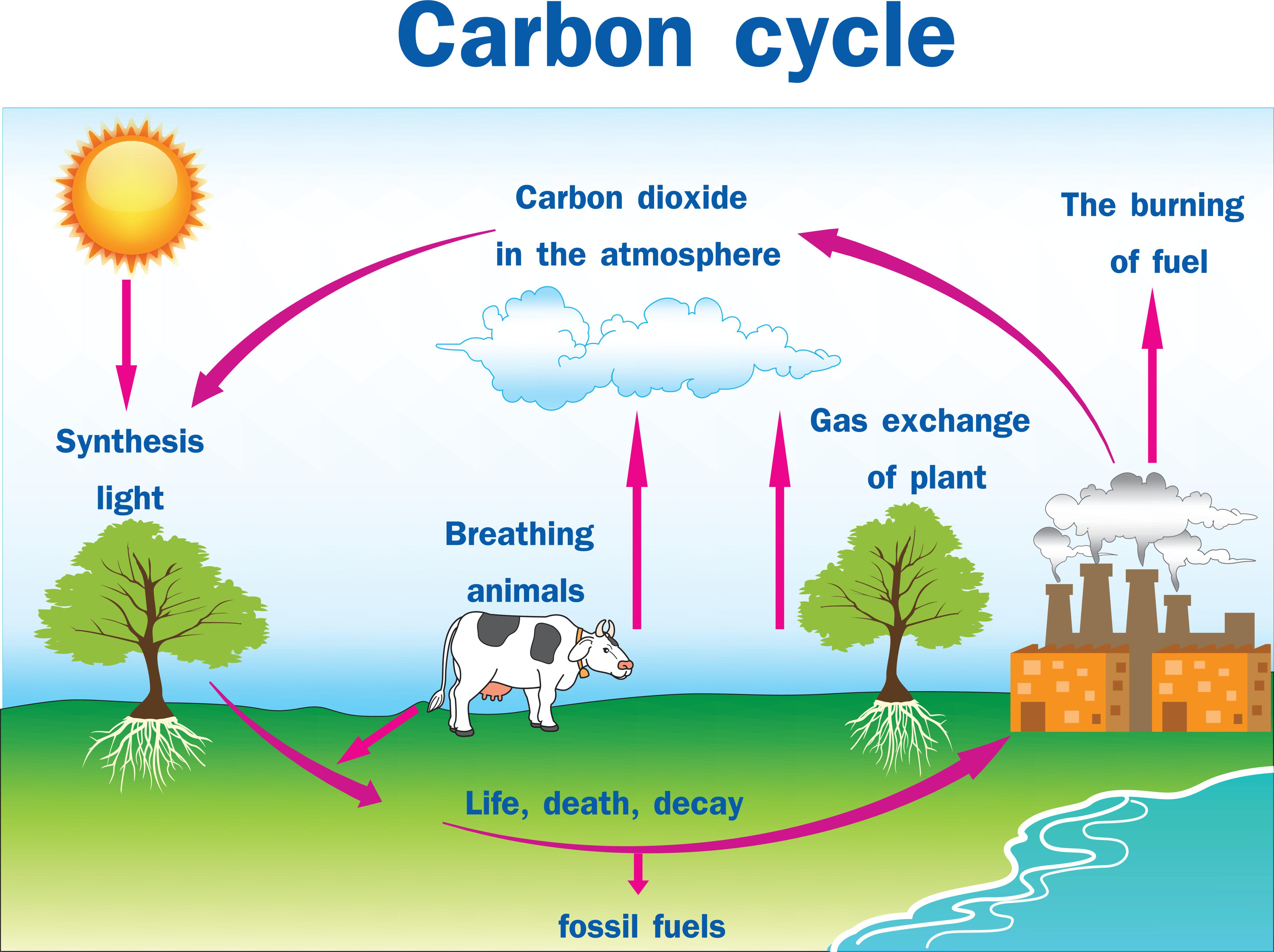 carbone-cycle