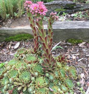 sensory plants