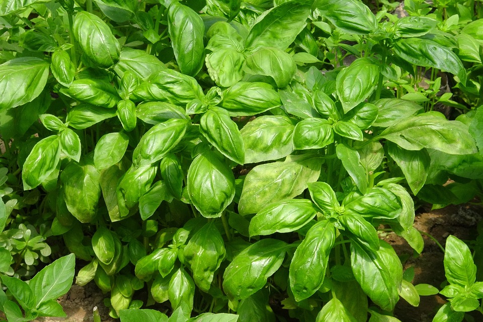 sensory plants