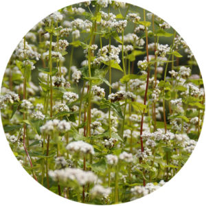 buckwheat cover crop growing guide