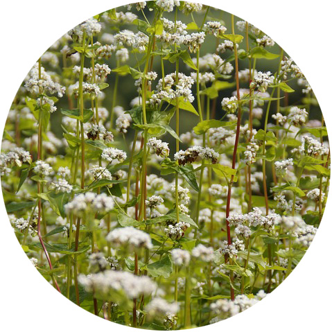 buckwheat cover crop growing guide
