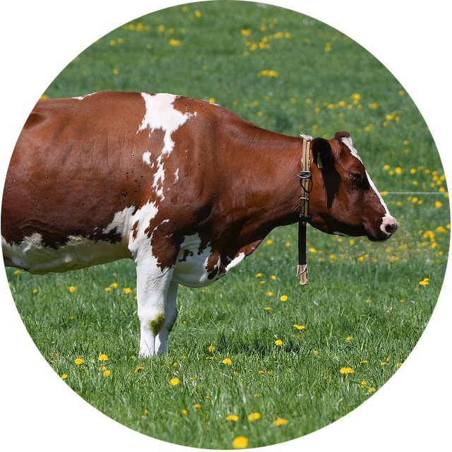 Gardening Basics: Carbon Cycle and Carbon Sequestration - KidsGardening