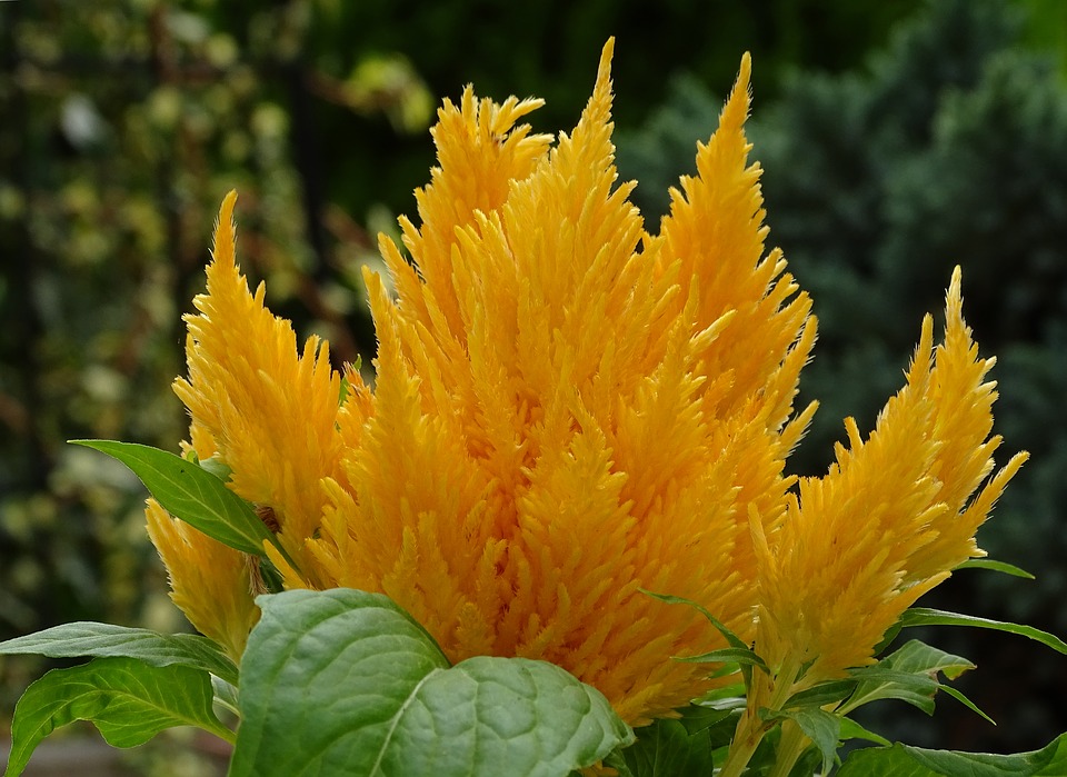 sensory plants