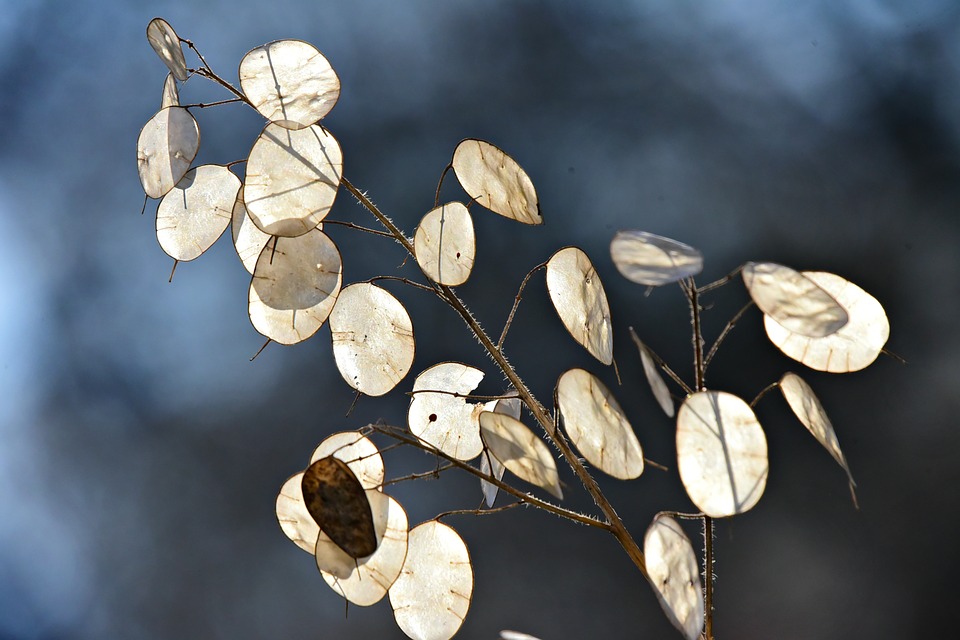 sensory plants