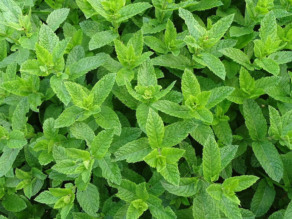 sensory plants