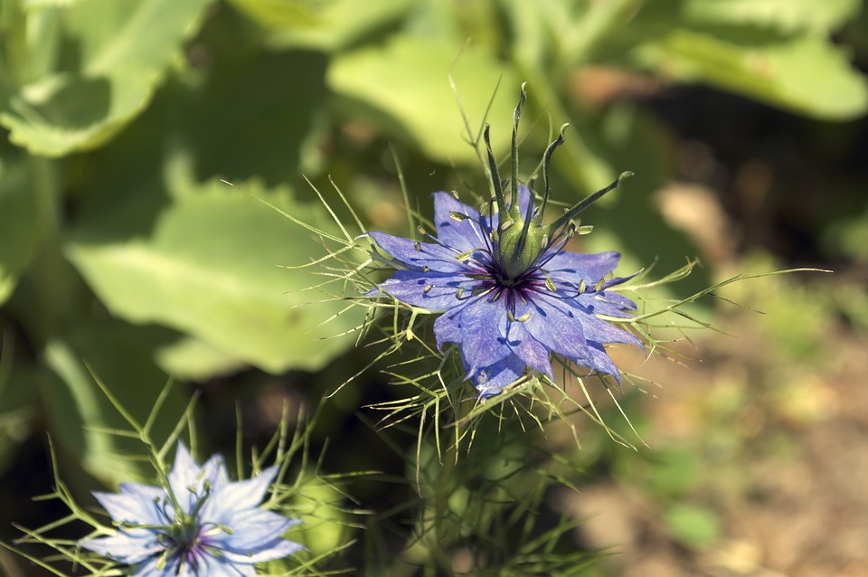 sensory plants
