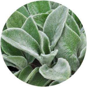 sensory plants