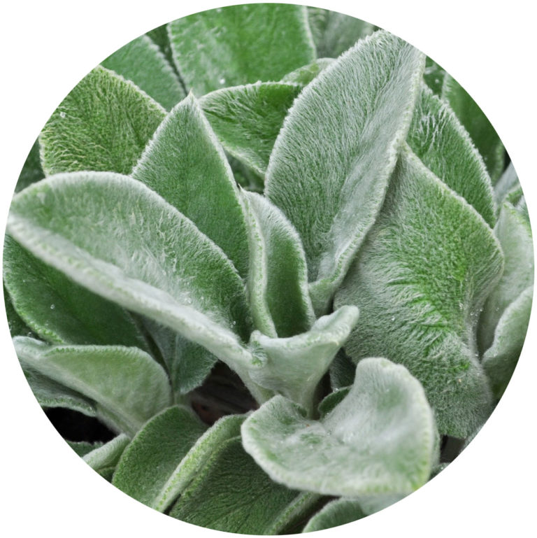 sensory plants