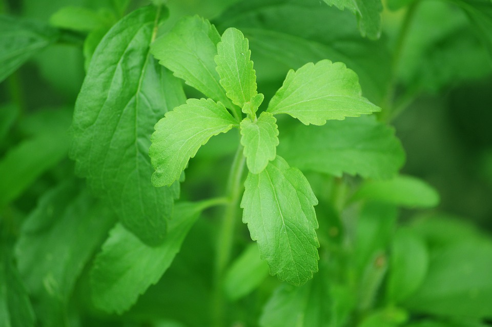 sensory plants