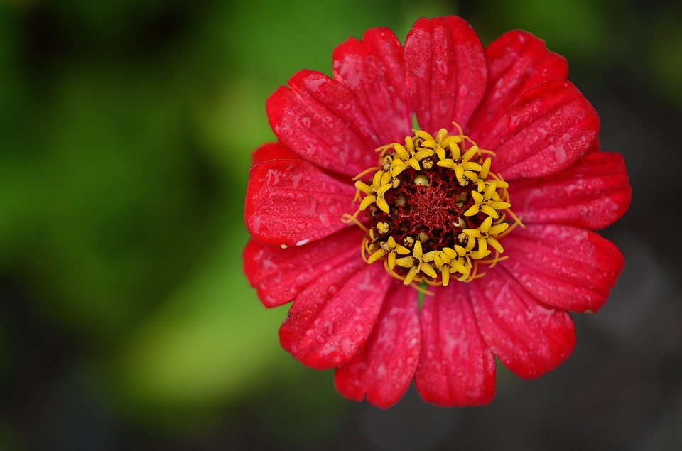 sensory plants