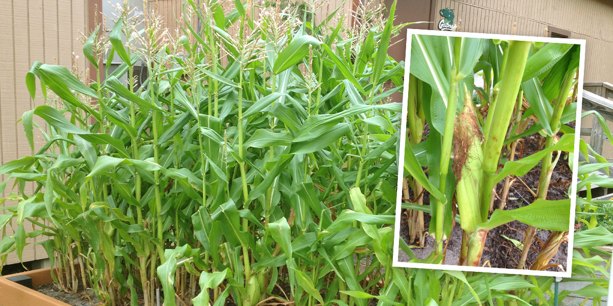 Corn in Raised Bed Corn in a raised bed