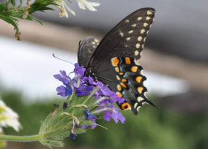 czarny motyl jaskółczy