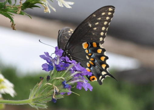 black swallowtail butterfly