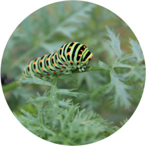 black swallowtail butterfly