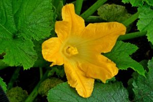 flower adapations