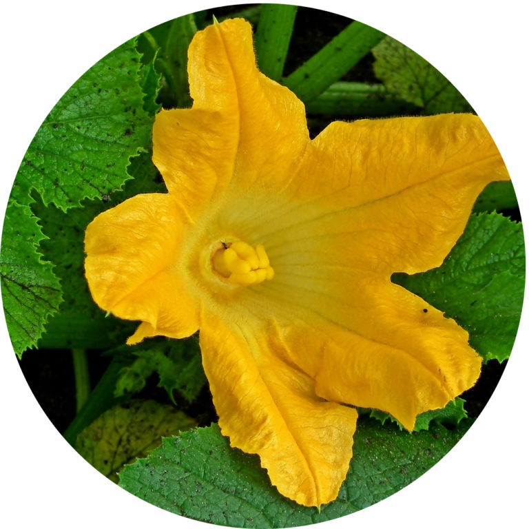imperfect flower