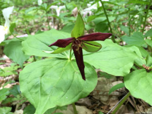 flower adaptations