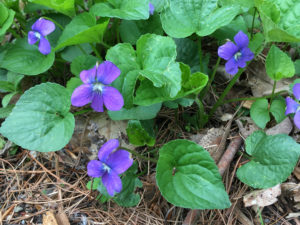 Flower adaptations
