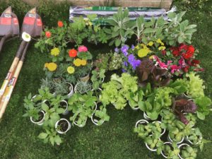 Garden Starts