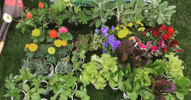 A flay-lay photo of flowery and leafy plant starts on the ground.