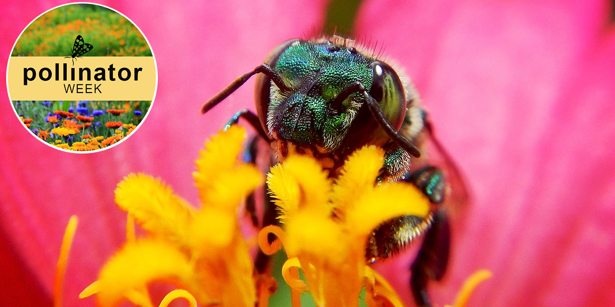 Celebrating Pollinators