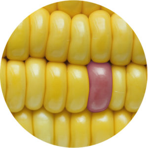 corn growing guide