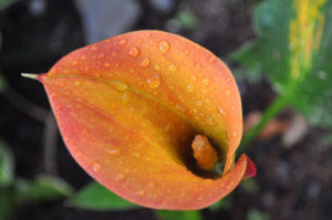 Garden photography simple tips