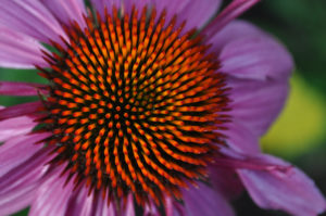 garden photography tips