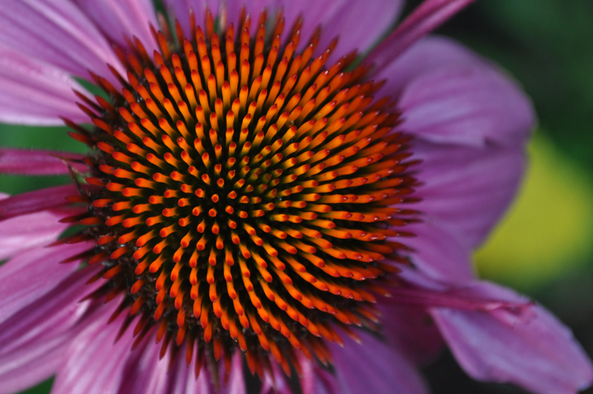 garden photography tips