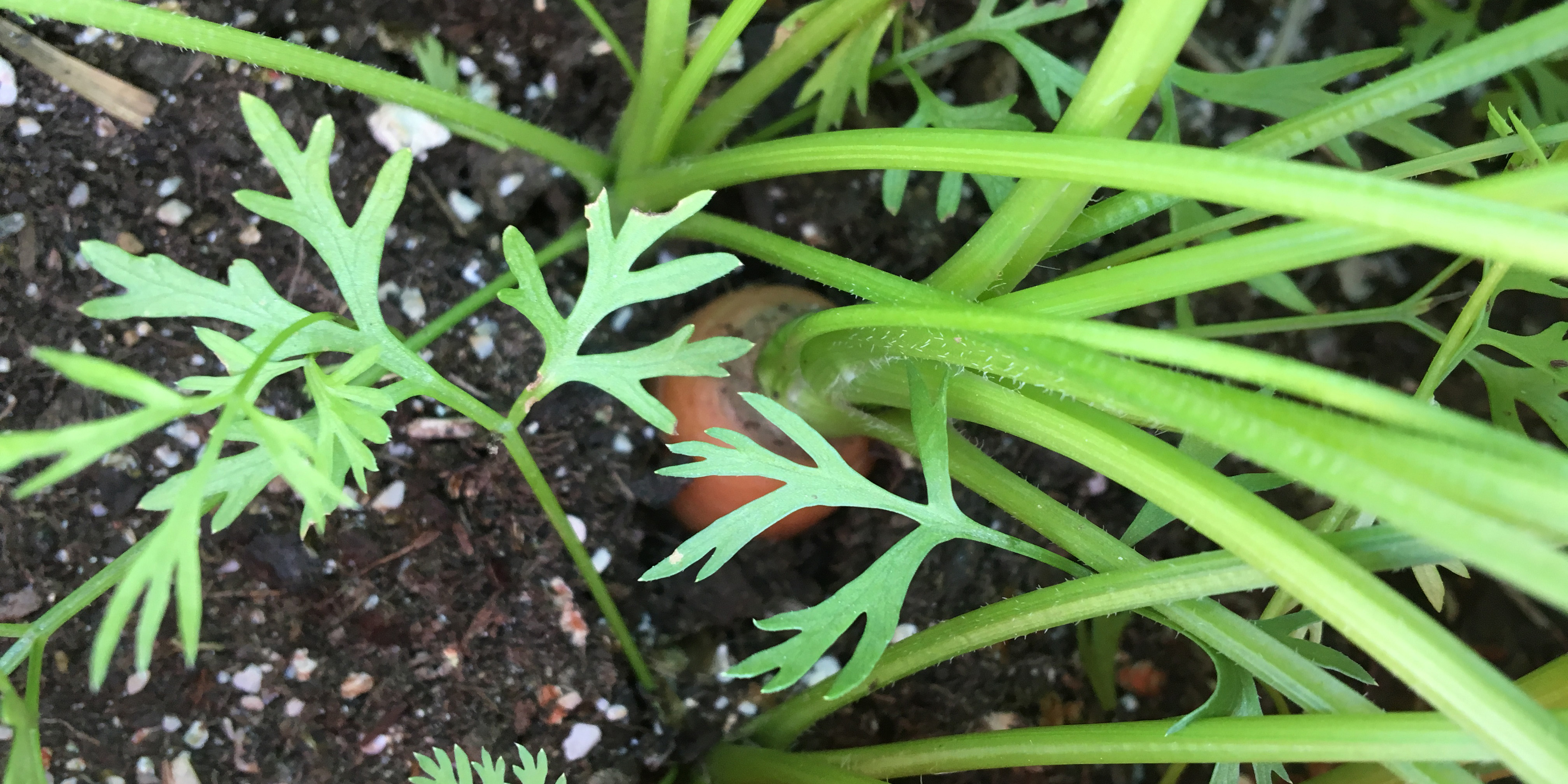 container gardening container gardening