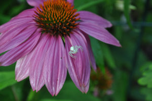 garden photography