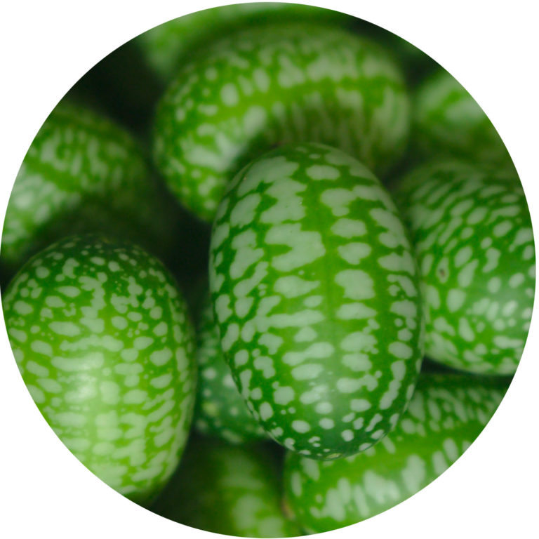 mouse melon