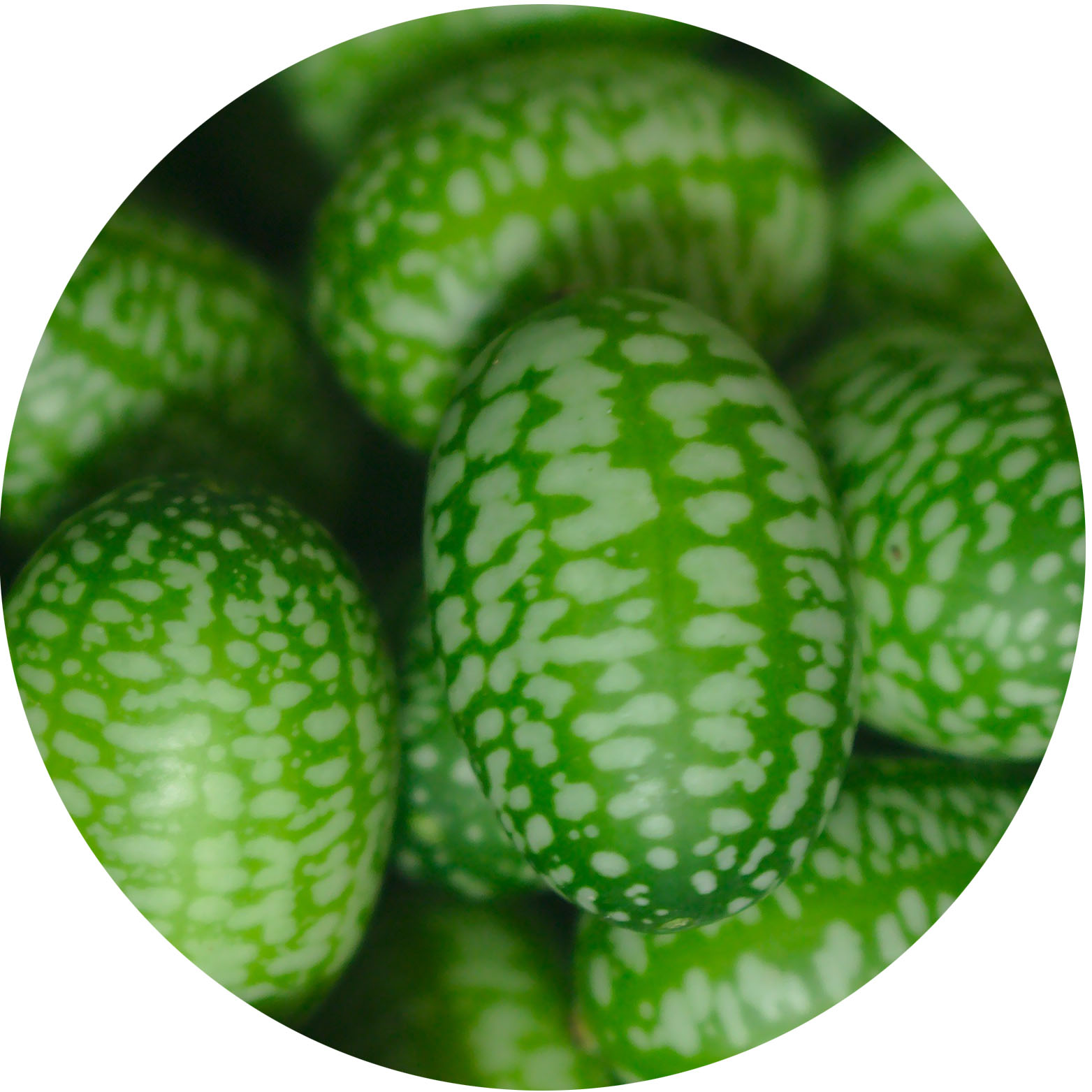 Mouse Melon Growing Guide KidsGardening